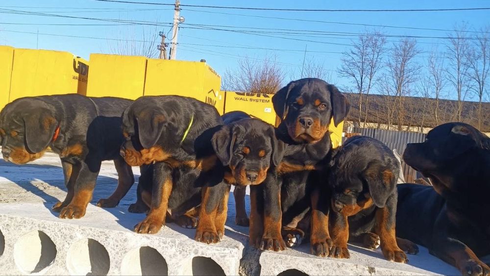 Вірність і мужність