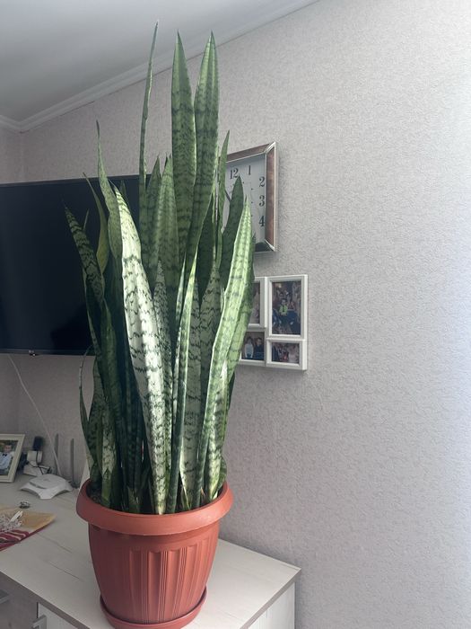 Продам сансевьєрію ( тещін язик ,