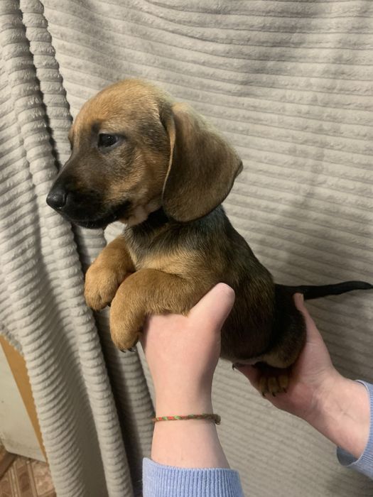 Цуценята Такси стандарт