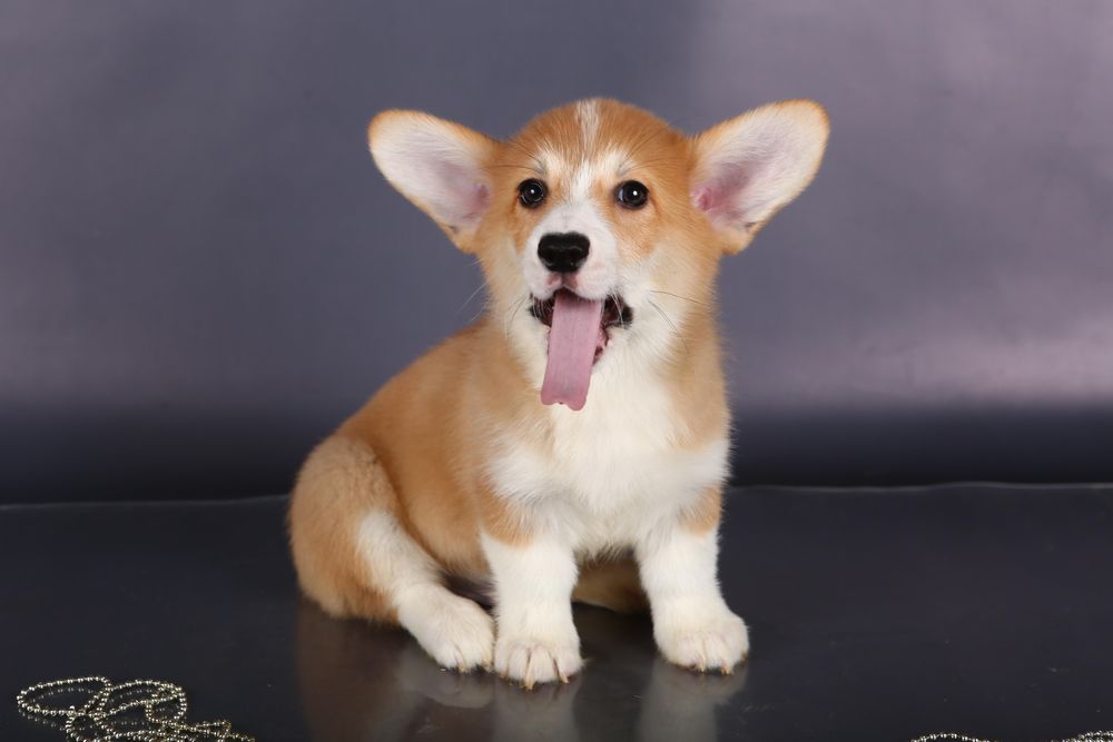 Дівчинка вельш коргі пемброк_Блонда