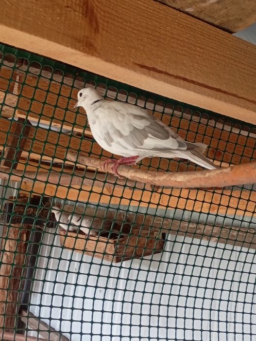 Продам Єгипетську горлицю