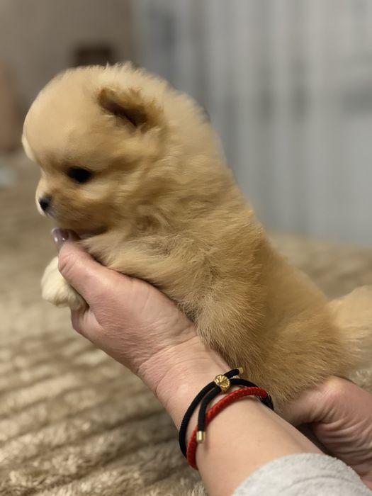 Померанський шпіц