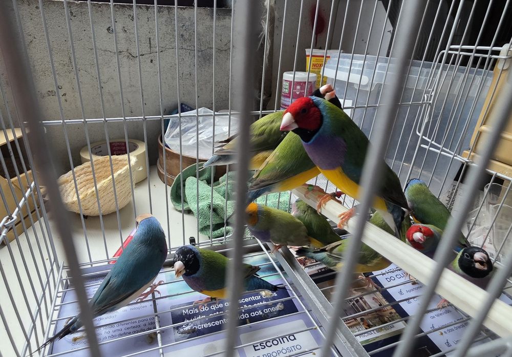 Vendo diamante gould