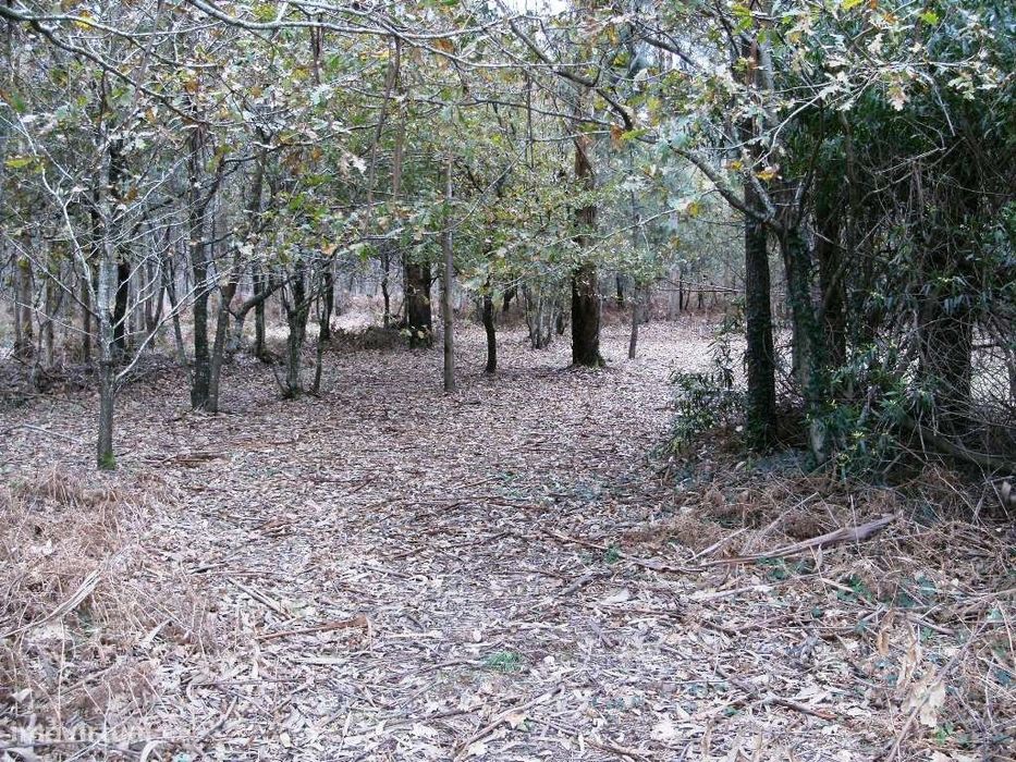 Bouça de Sejães
