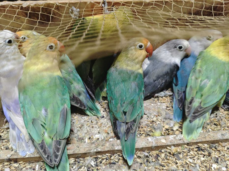 Fishers muito bonitos (varias mutações)