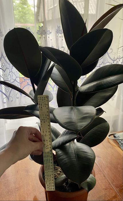 Продам фікус на дві гілки