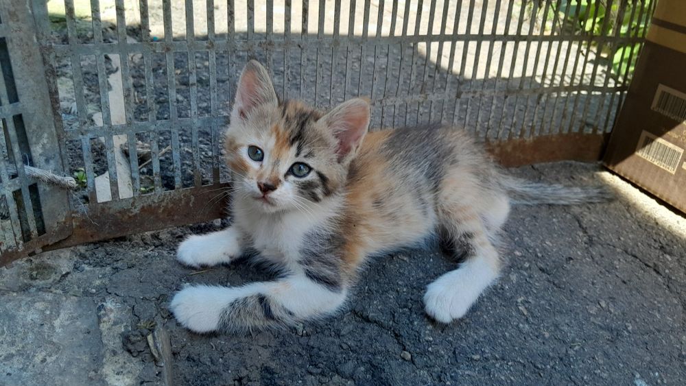 Кошенята в дбайливі руки