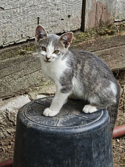 Kocur do oddania 13 tygodni  tylko 16 sierpnia