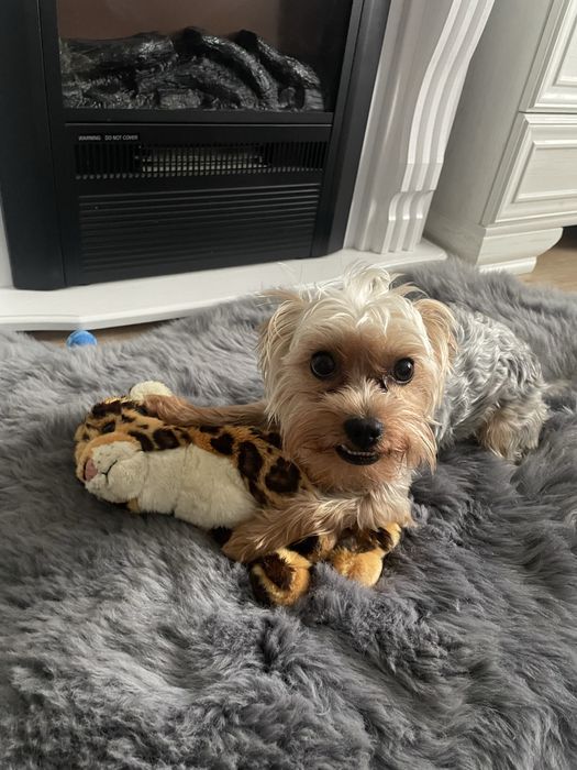 Йорк шукає подругу