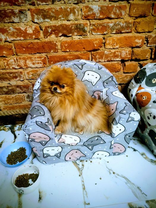 Pomeranian , szpic miniaturka