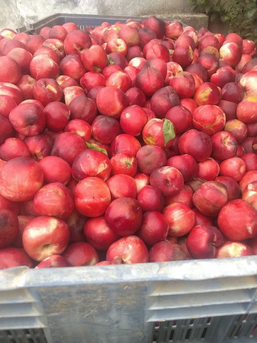 Palotes de fruta para animais