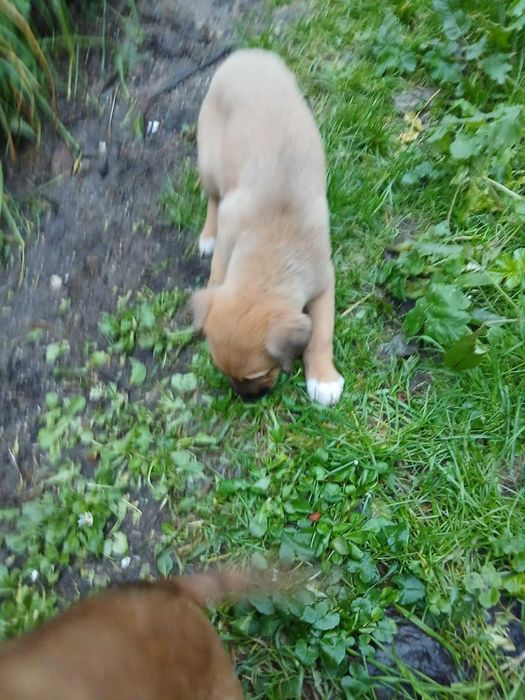 Cãeszinhos para dar