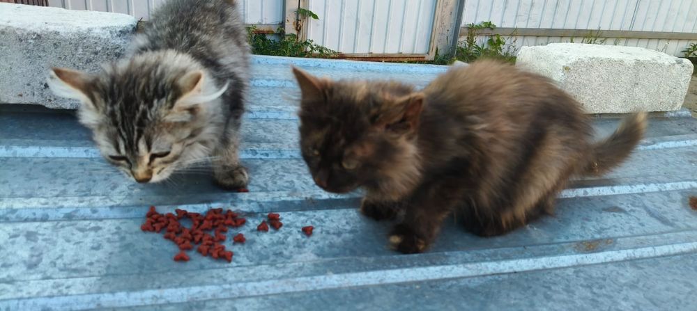 Віддам в добрі руки кошенят