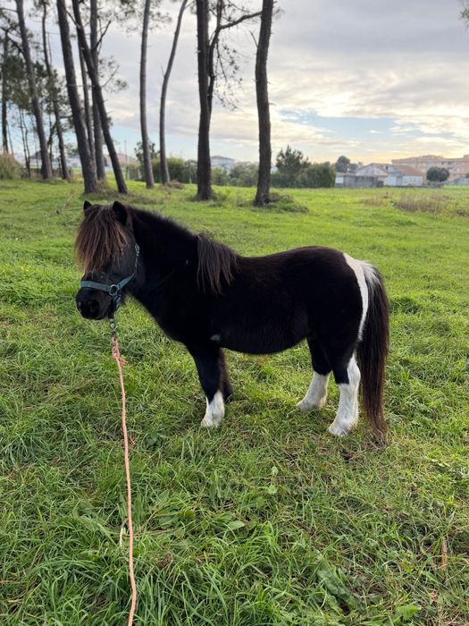 Ponei montado engatado