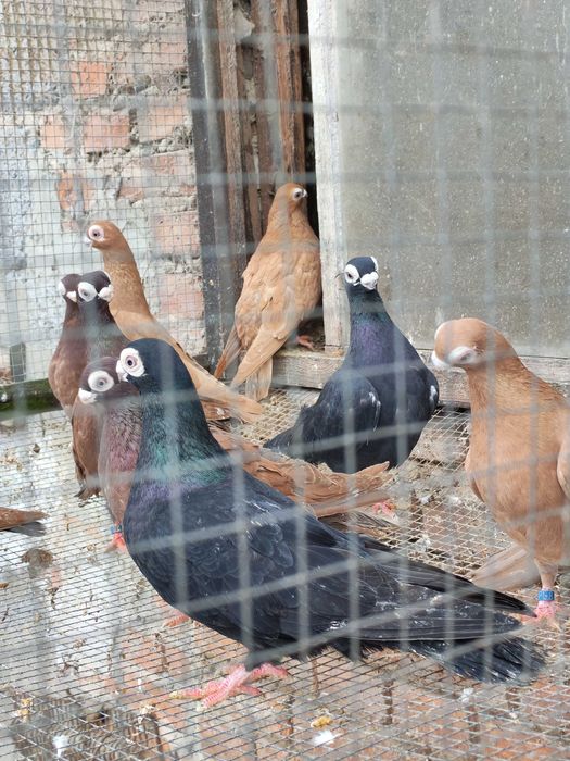 kurak kuraki maltańskie brodawczak