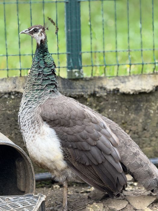 Pavões azuis bebés