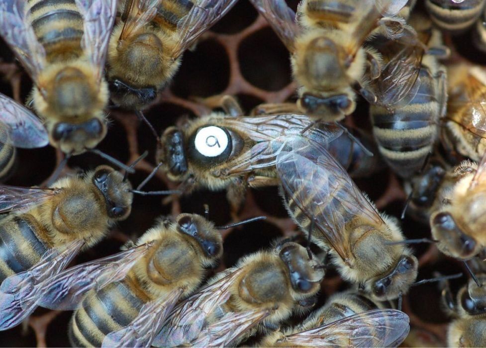 Бджолопакети Карніка Зінгер (Singer >F1) Австрія. пчелопакеты