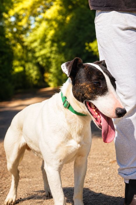 Cooper- wpatrzony w człowieka mix bullterier szuka domu