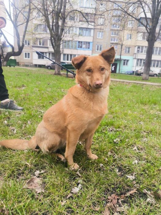 Ідеальна собачка в пошуку родини