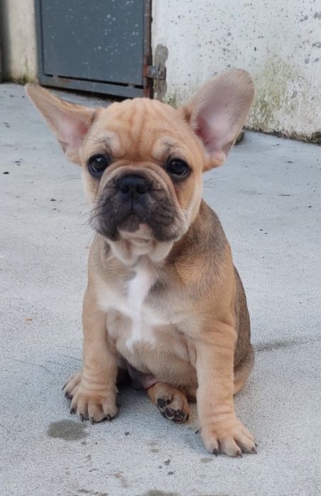 Bulldog francês bebé