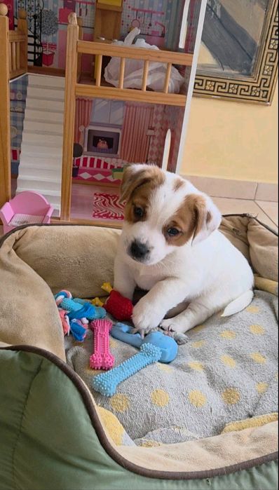 Джек Рассел тер'єр з документами клубу КСУ