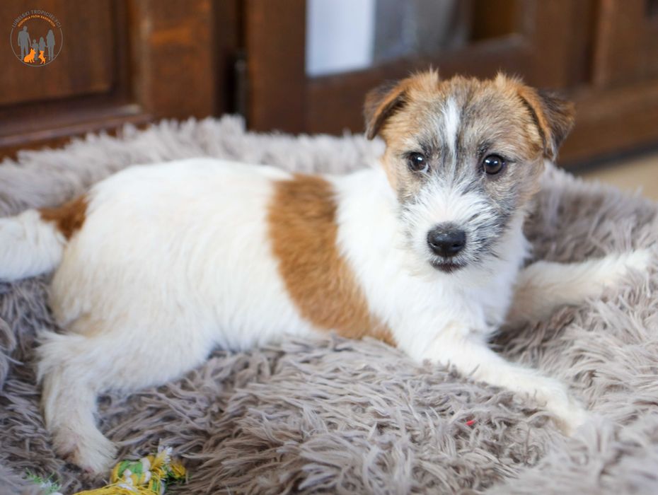 Jack Russell Terrier ZKwP FCI suczka rezerwacja