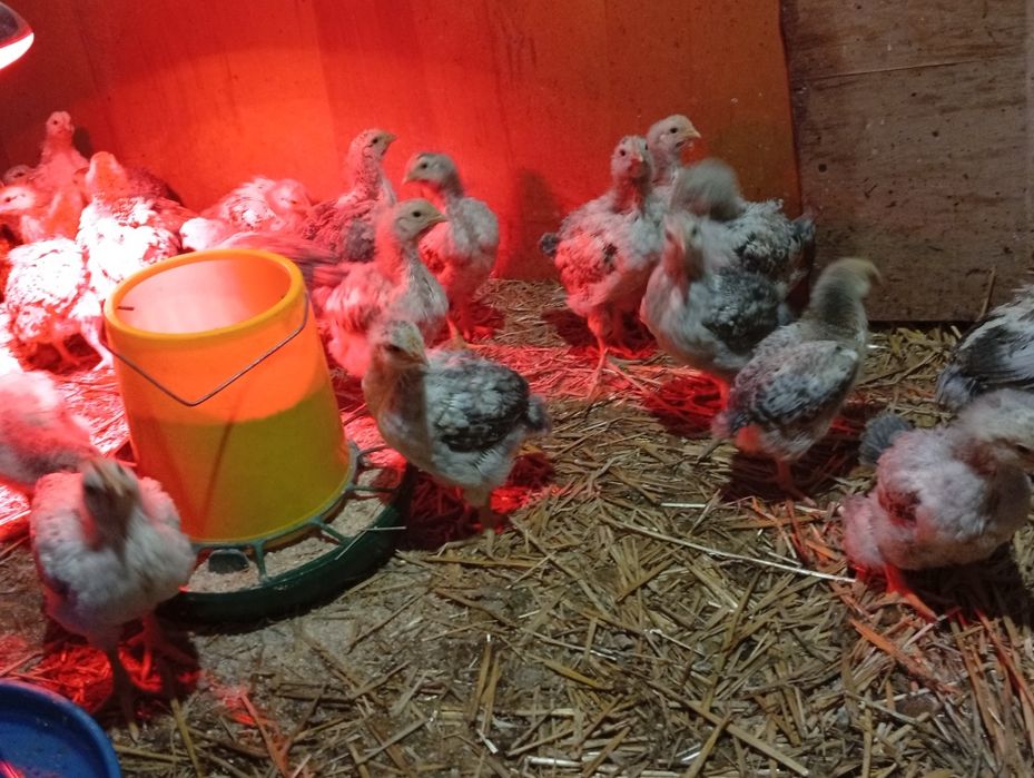Підрощені курчата