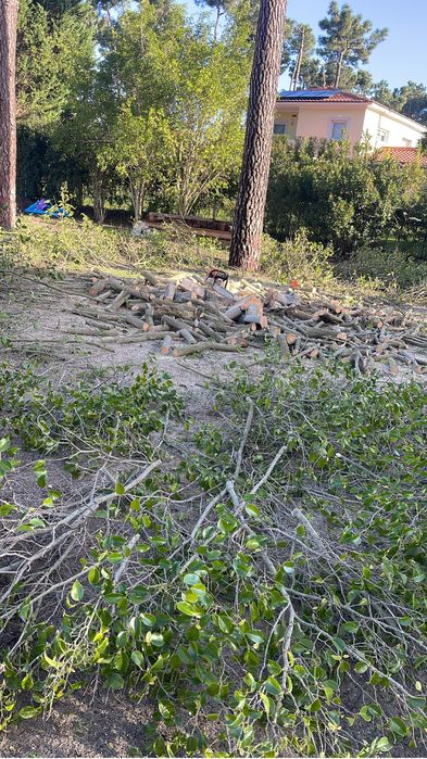 Corte de arvores podar