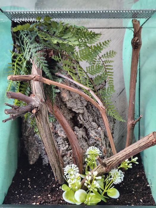 Terrarium dla patyczaka,liśca