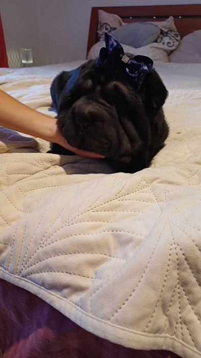 Shar Pei z rodowodem