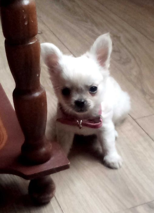 Chihuahua biały piesek długowłosy
