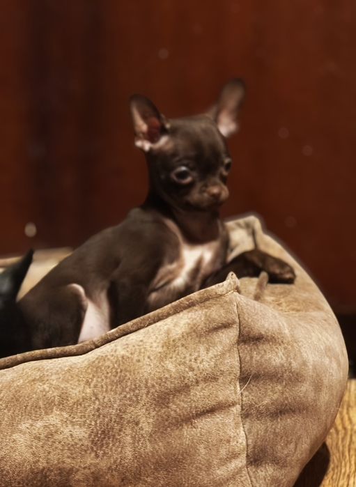 Детки чихуахуа мини и стандарт