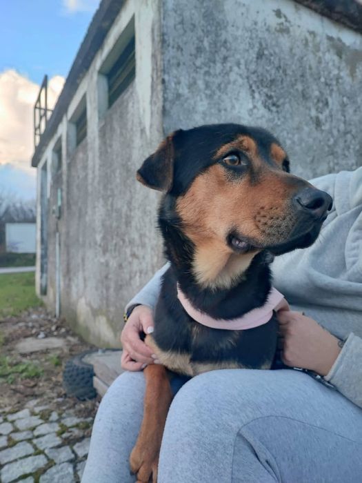 Caozinho de ano e meio