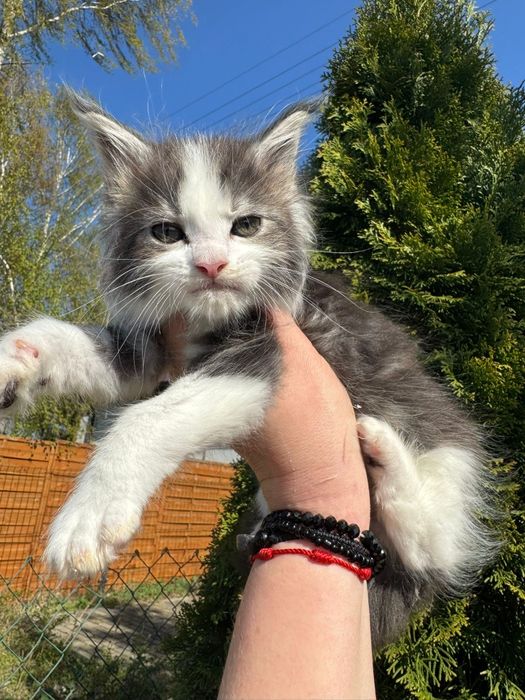 Maine Coon kocurek
