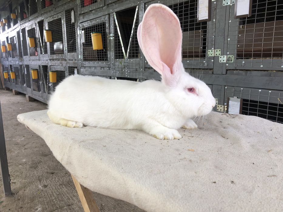 Бельгійський велетень. Фландр. кролики кролі