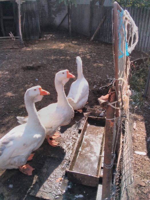 Продається сімья гусей