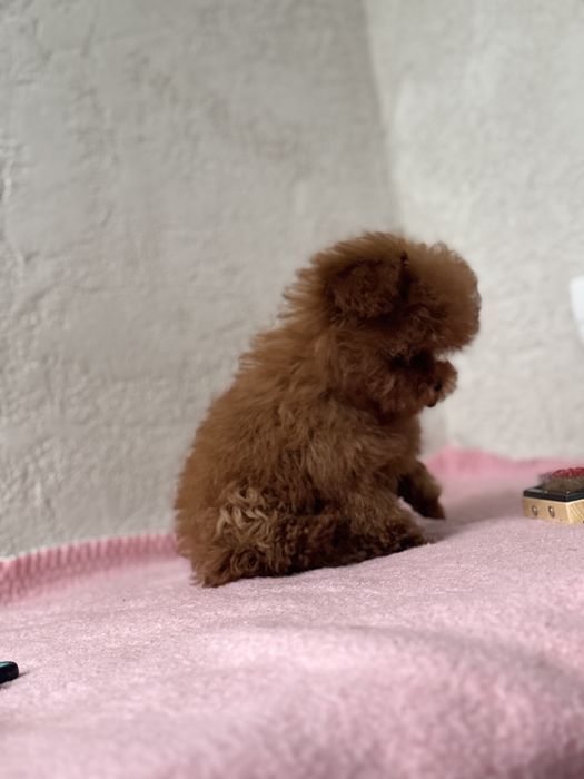 Микро девочка мальтипу кривой рог коричневая ред браун