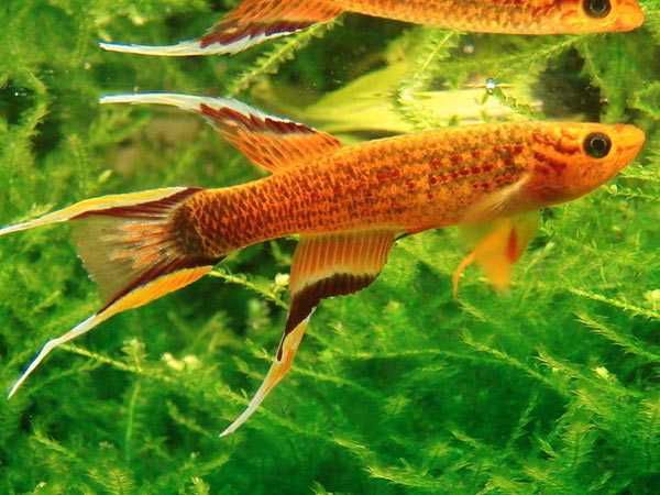 Proporczykowiec z Kap Lopez tylko 12 zł