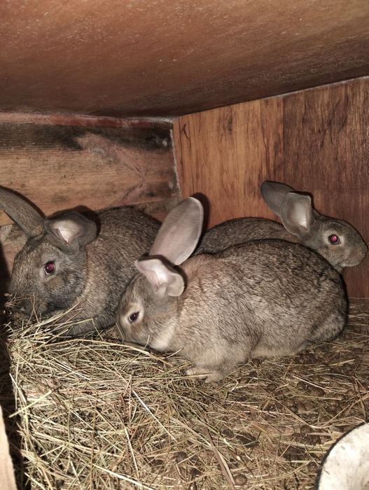 Кролики, кролик, 400 один