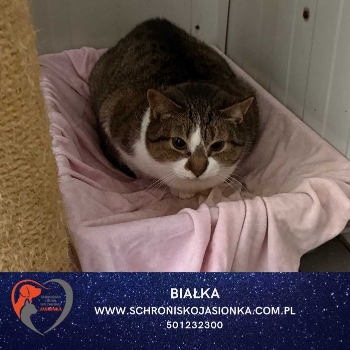 Białka do adopcji Schronisko Jasionka