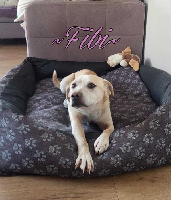 FIBI - Schronisko dla Zwierząt w Ostródzie