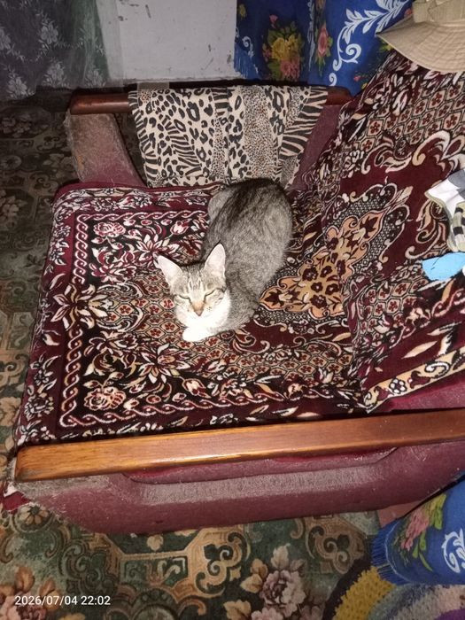Кошечка -принцеска.