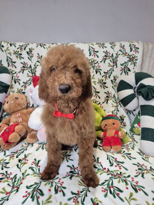Goldendoodle f1b standard