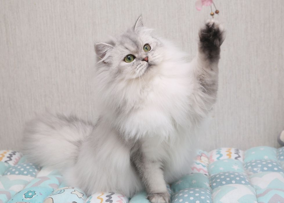 Шотландские котята в окрасе черная серебристая шиншилла