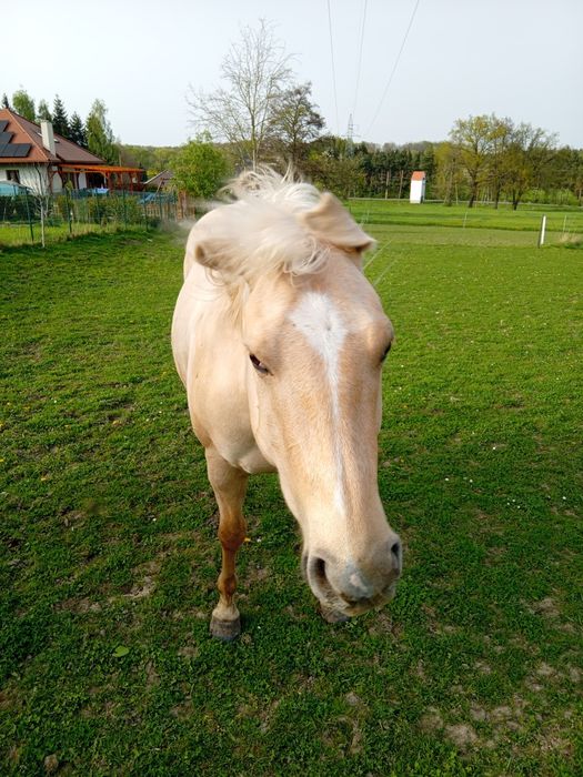Wałach AQH 14.04.2018r