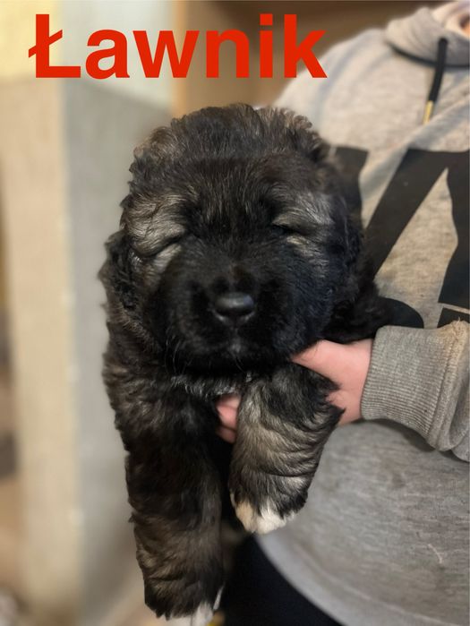 owczarek kaukaski szczenię FCI