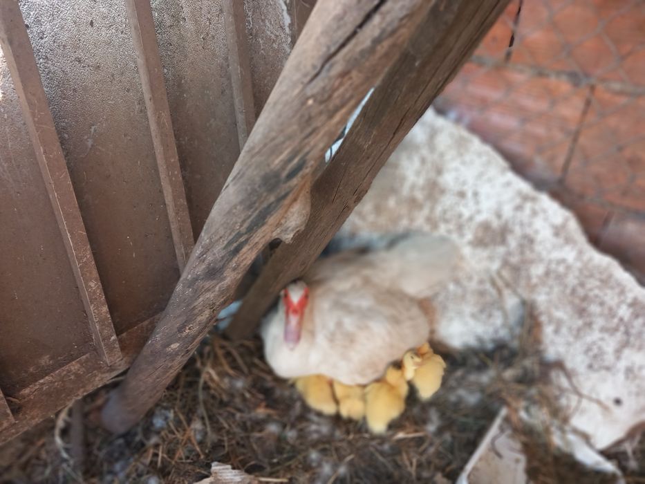 Venda de  patinhos mudos