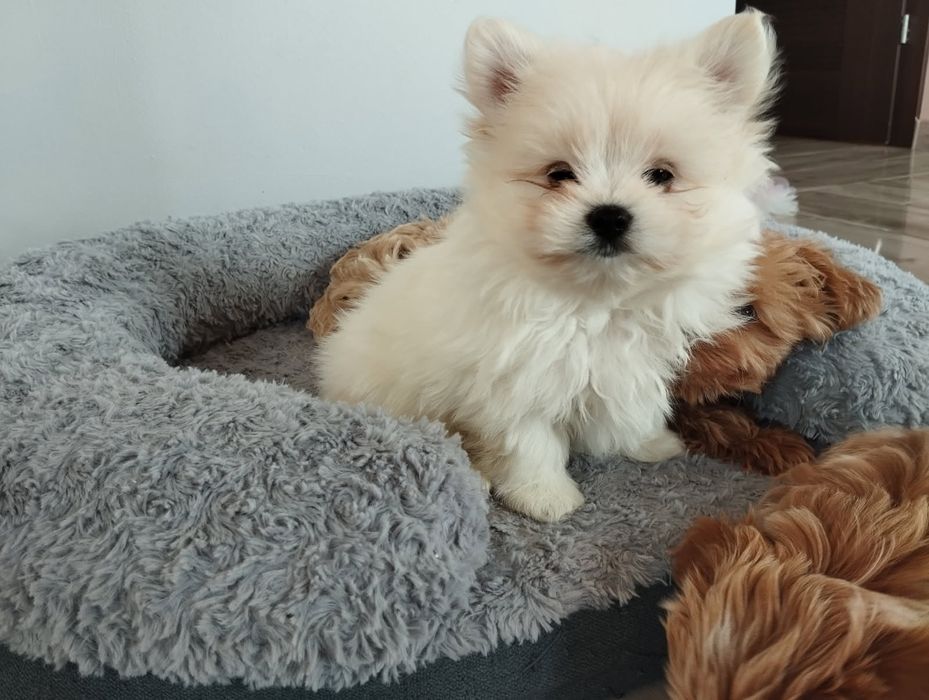 Pomapoo  samczyk z Rodowodem