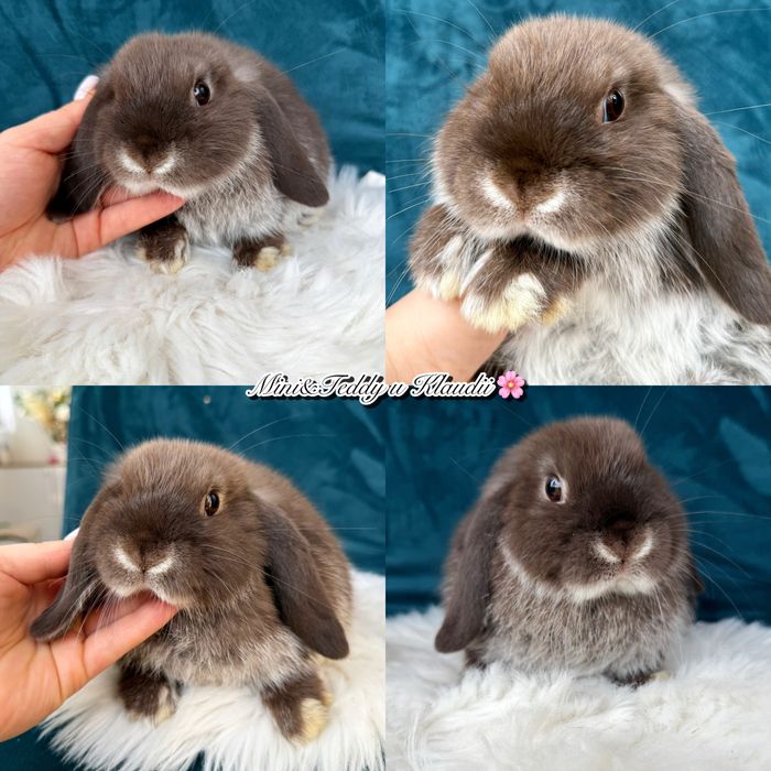 Mini lop / hodowla królików mini / metryka