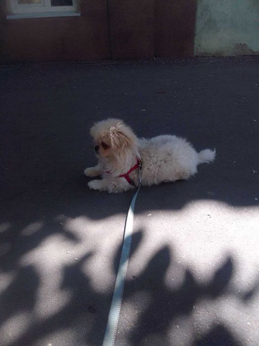 Продам пекінеса.